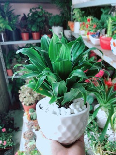 Chậu Cây Phát Tài Lá