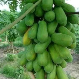 HẠT GIỐNG ĐU ĐỦ HÀ LAN SIÊU QUẢ