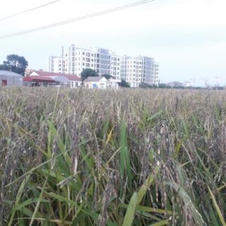 Gạo Nếp Cẩm Điện Biên