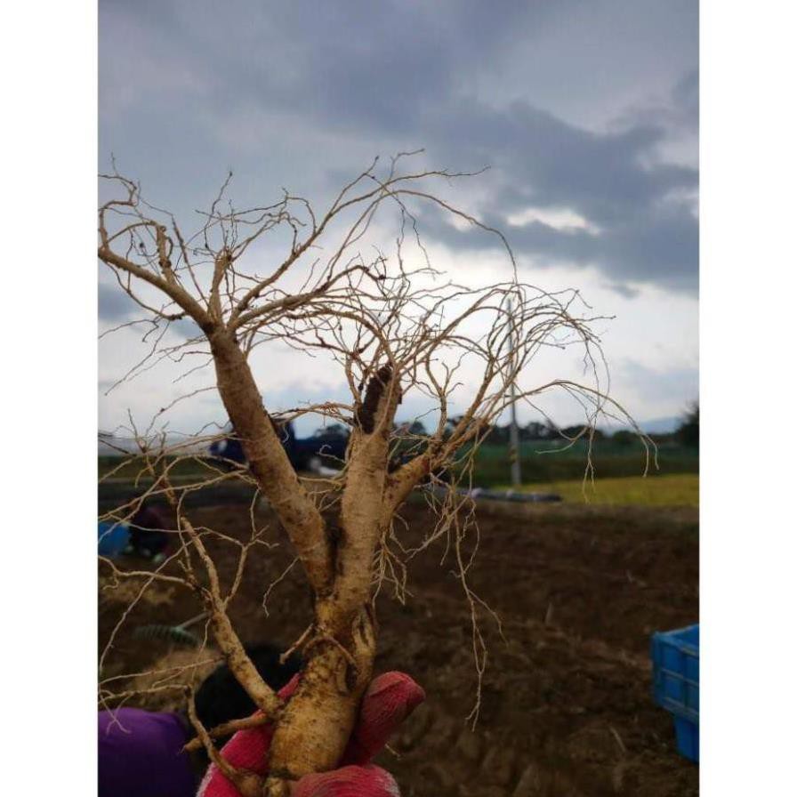 SÂM TƯƠI HÀN QUỐC 100% NHẬP KHẨU  SÂM LOẠI 20 CỦ 1 KG | BigBuy360 - bigbuy360.vn