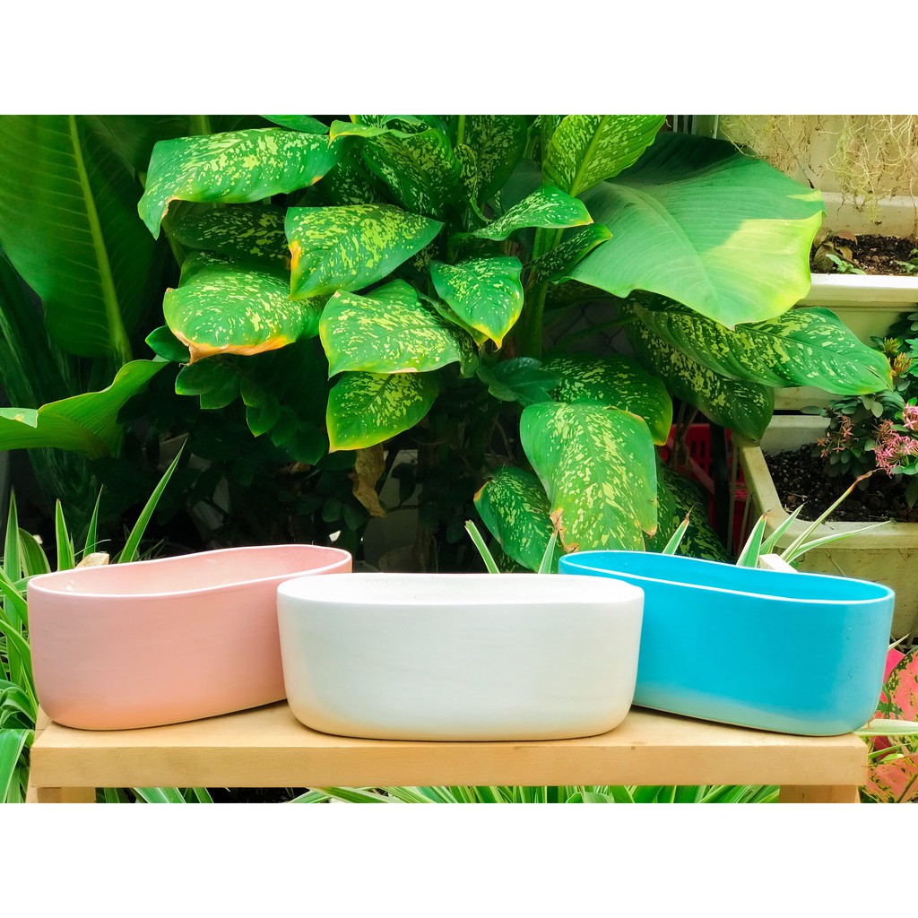 CHẬU ANG DÀI TRỒNG MIX SEN ĐÁ XƯƠNG RỒNG