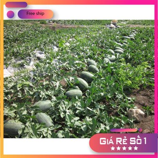 Hạt giống Dưa hấu (0,5g) (MV)