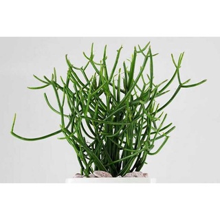 Cây Giao hỗ trợ giảm đau xương khớp và viêm xoang - Herba Euphorbiae Tirucalli
