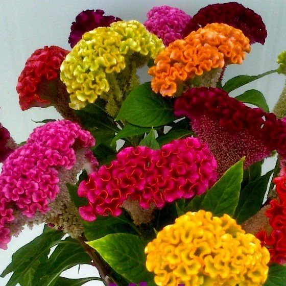 Hạt giống hoa Mào Gà búa mix màu f1-  gói 50 hạt-tặng kèm gói phân bón lót