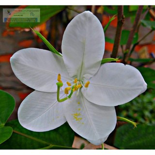 10H 10hạt giống hoa ban trắng❤️ (hoa móng bò trắng)❤️❤️ tặng1hạt❤️