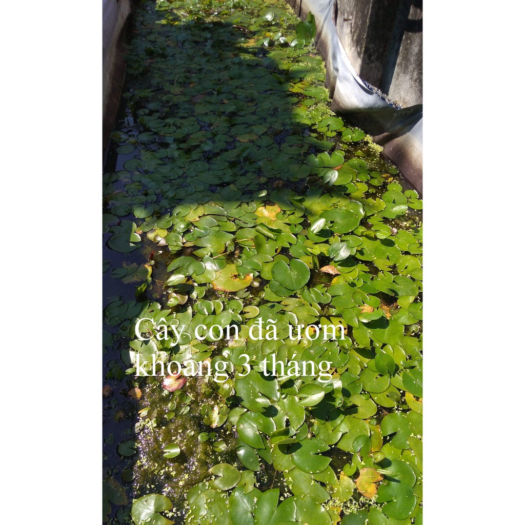 Cây hoa súng Thái Lan màu ngẫu nhiên - Cây cảnh và hạt giống