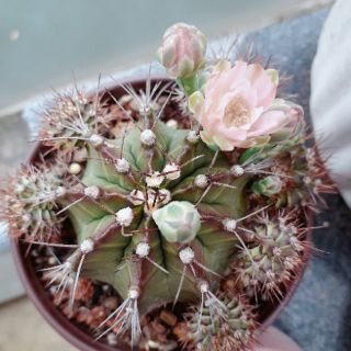 Xương rồng gymno vân