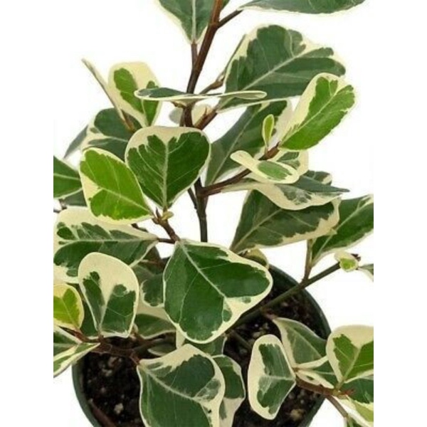 Chậu mềm Ficus triangularis variegata - Bàng tam phúc