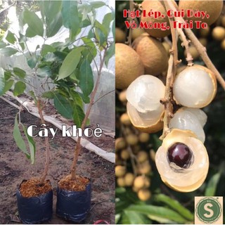 Giông Nhãn Indo Hạt Lép, Cơm Dày, Vỏ Mỏng và Trái To