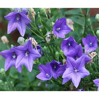  Hạt giống cát cánh  ( CÂY DƯỢC LIỆU ) gói 50 hạt