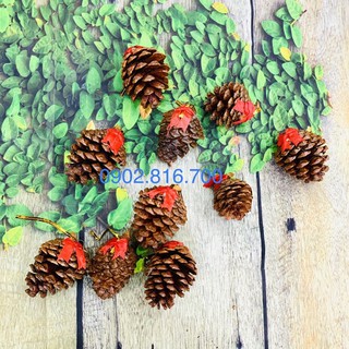 Sét 10 trái thông trang trí cây thông phụ kiện trang trí noel - giáng sinh