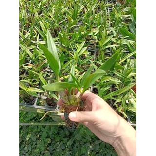 Denro mini chớp giống