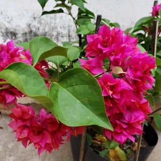 Cây Bông Giấy Đỏ Chùm Xoan