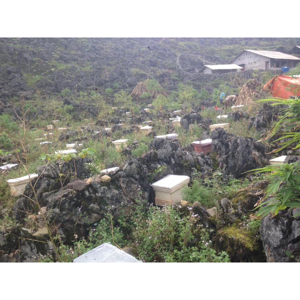 MẬT ONG HOA BẠC HÀ GIÀ GIANG NGUYÊN CHẤT HŨ DÙNG THỬ 200ML | BigBuy360 - bigbuy360.vn