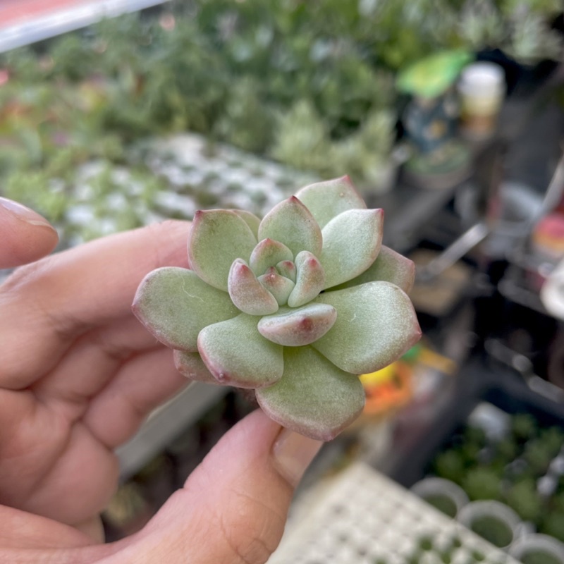 Sen Đá Pha Lê Mập Mini ( 2 - 3cm )