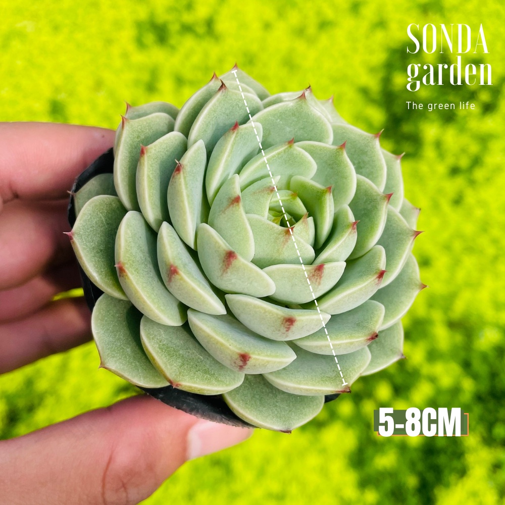 Sen đá vân mai SONDA GARDEN size bé 5-8cm, cây cảnh trang trí nhà cửa, lỗi 1 đổi 1
