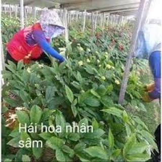 Hoa sâm khô Hàn Quốc - Túi 500g