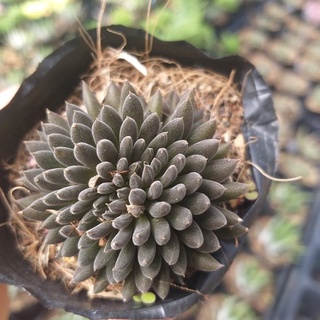 Sen đá nhím đen độc đáo