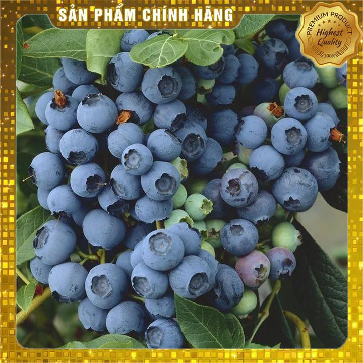 50 hạt giống Việt quất xanh trồng trong chậu - Việt quất Blueberry Seed 50 viên RẺ VÔ CỰC 2020