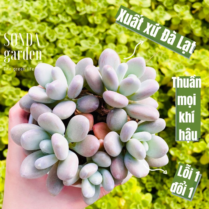 Sen đá sỏi trắng SONDA GARDEN size trung bình 10-12cm, xuất xứ Đà Lạt, khoẻ đẹp, lỗi 1 đổi 1