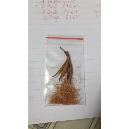 Hạt giống cây nắp ấm ( viking tricho x viking raff ) x hook giá rẻ