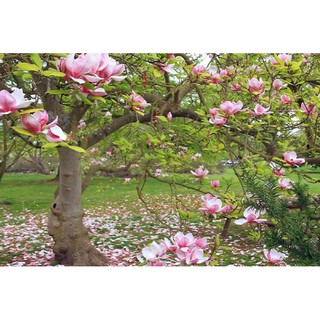 [cây giống]MỘC LAN GIỐNG