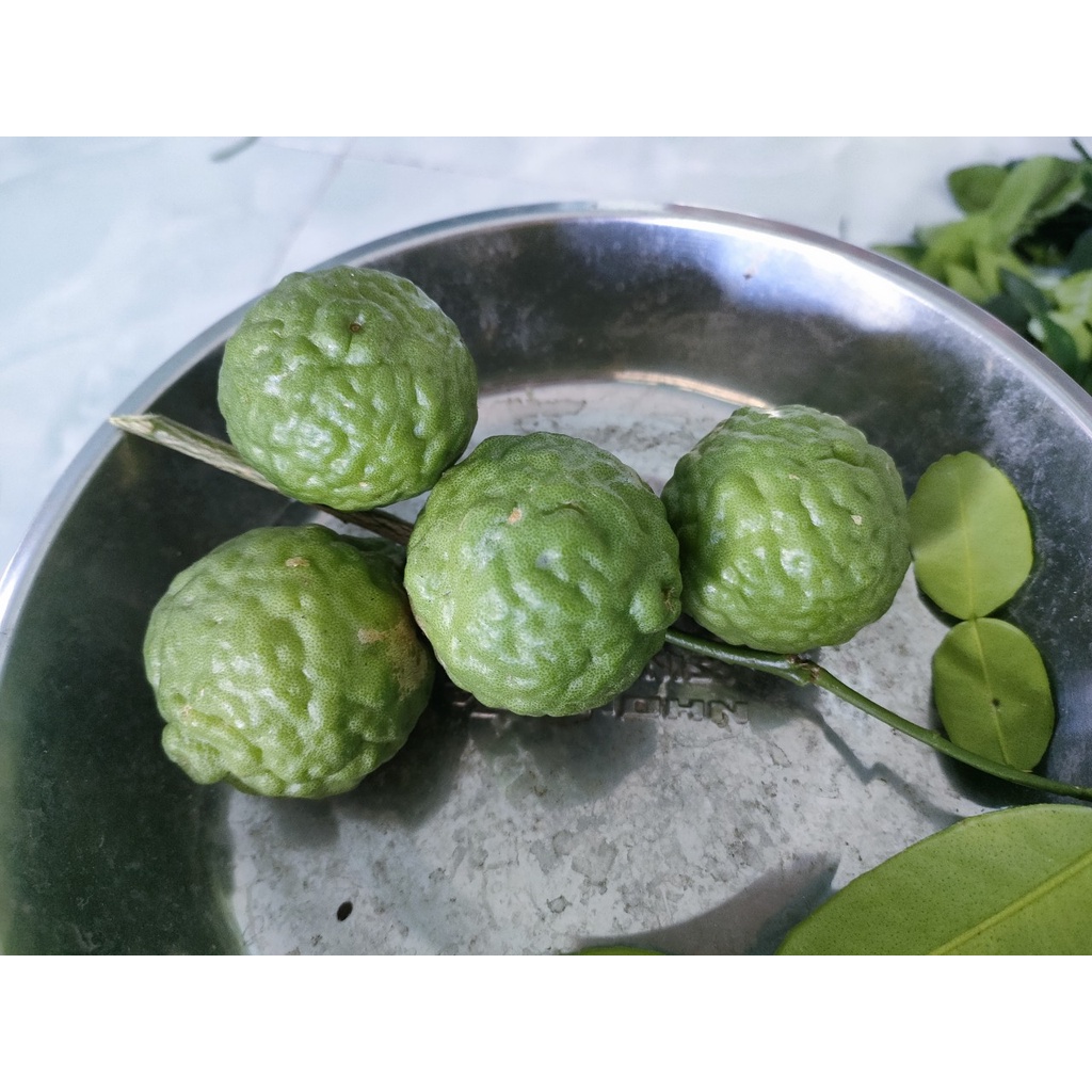 Trái chúc 0,5kg. Chanh thái trái. Trái chanh chúc.