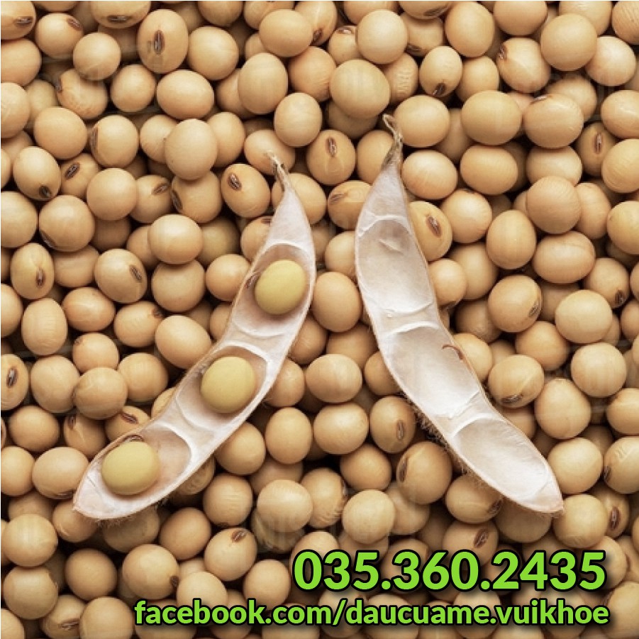 Đậu nành  quê thuần chủng