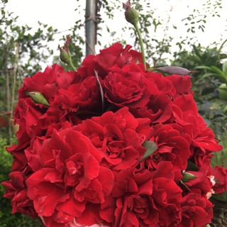 🌹15 cành chiết hồng cổ hải phòng