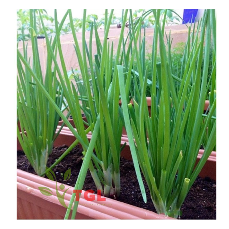 Hạt Giống Hành Hương Kinh Bắc PD 119 Phú Điền, Hạt giống rau củ quả chất lượng - Gói 2gr
