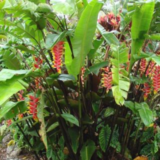 1 Củ Cây chuối cảnh - chuối tràng pháo - chuối mỏ phượng