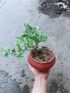 Cây Cần Thăng Kèm Chậu Sứ Trắng