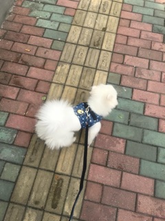Áo yếm jean dây dắt DÀNH CHO CHÓ MÈO