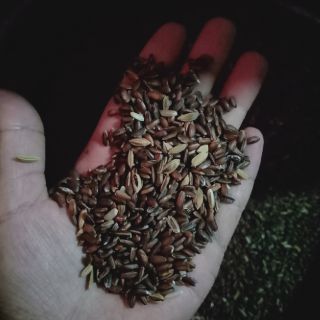 Gạo lứt đỏ Kon Tum 1kg
