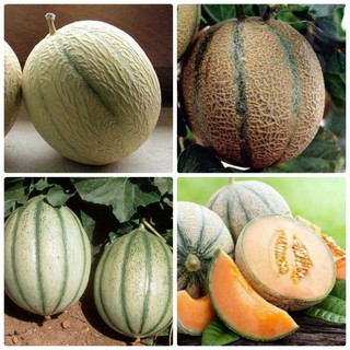 Hạt Giống Dưa Lưới Múi (Dưa Lưới Melo) Tặng Kèm Kích Mầm Và Hướng Dẫn