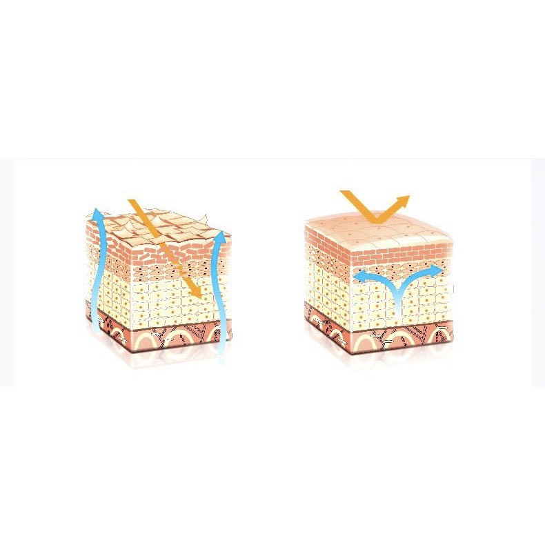 Hộp 20 ống Tinh Chất Tổ Yến - SNP Premium Bird's Nest Capsule Ampoule Dưỡng ẩm tái tạo làm sáng mịn da