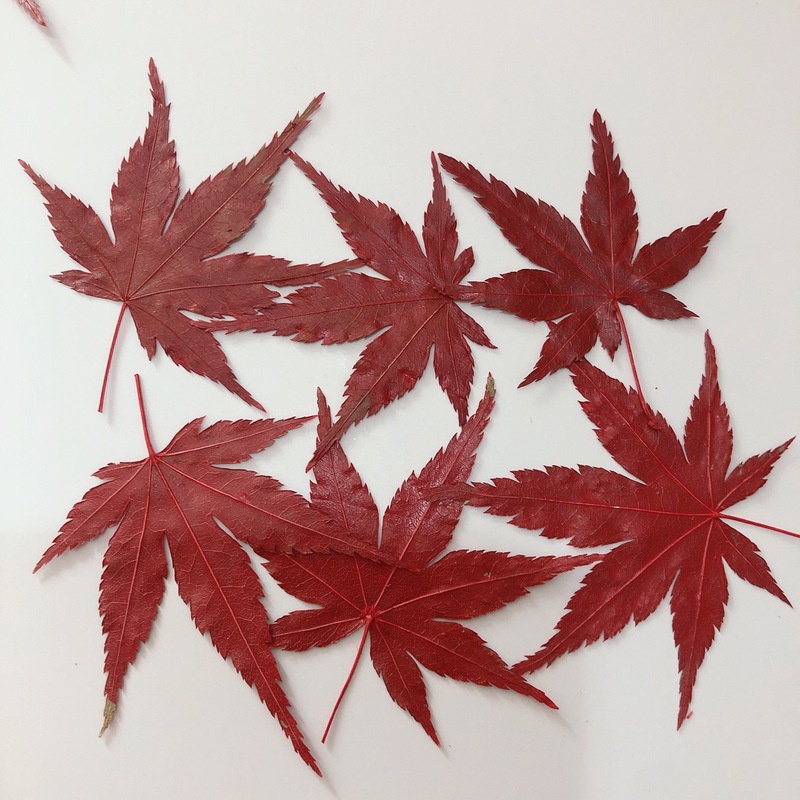 12pcs Red Maple Leaf Dry Flower Embossed Plant Specimen Teaching Epoxy Phone Case Children's Handmade Bookmark Photo Frame Pressed Flower Decal