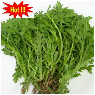 Hạt giống Rau tần ô (20g)