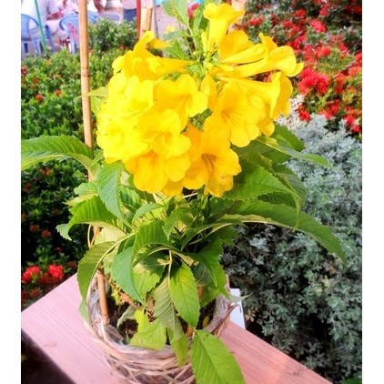 Bán buôn Hạt giống hoa Phòng Phòng vàng (Coreopsis) bao đẹp