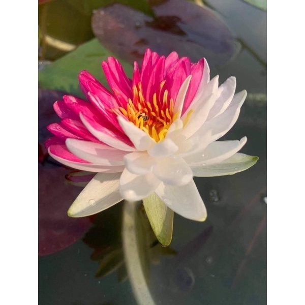 Hạt Hoa Súng Thái Ngũ Sắc