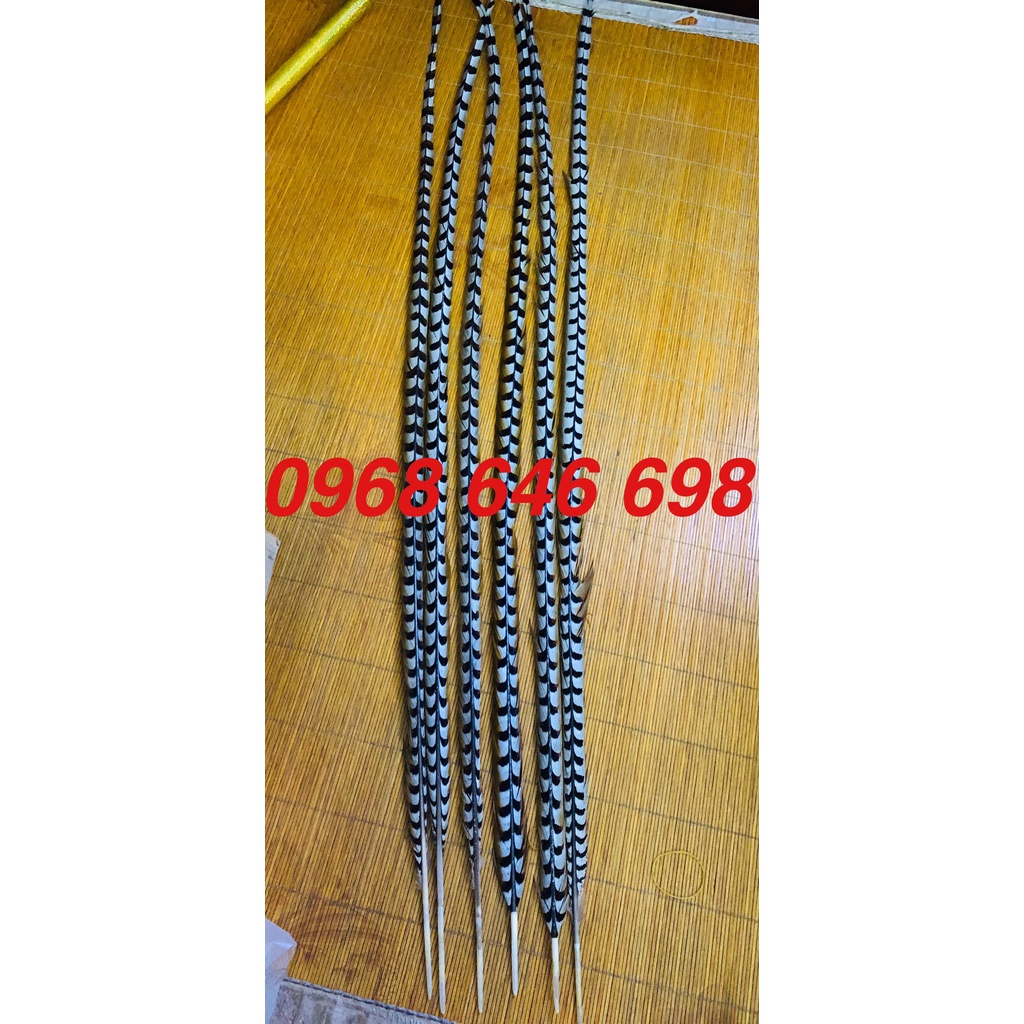 Một Cặp Lông chim Trĩ Bản đẹp đủ kích thước