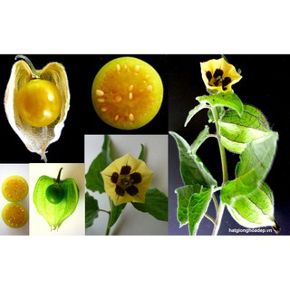  Hạt Giống Cây Thù Lù Nam Mỹ( Cây anh đào đất ) - 50 hạt