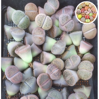 Sen mông,lithop,thạch lan size đại