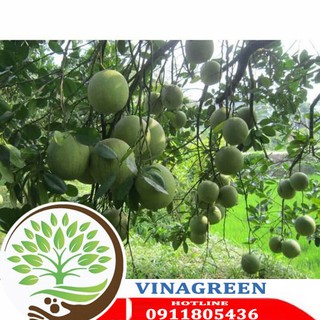 cây giống bưởi da xanh