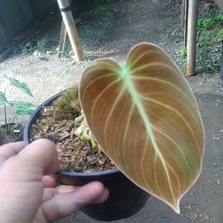 Son Môi Melanochrysum Màu Sắc Thời Trang