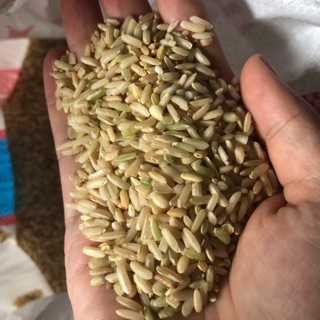 Gạo lứt sén cù tú lệ 35/1kg bán từ 5 kg