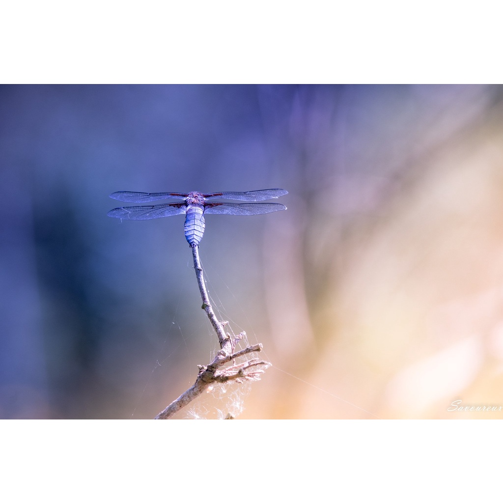 Bộ máy ảnh Nikon D5500 kèm ống kính AF-S NIKKOR 18-55mm F3.5-5.6 VR II