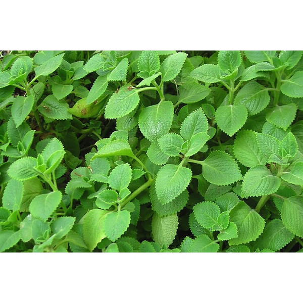 Hạt Giống RAU HÚNG CHANH HN-07 (0,2 Gr)
