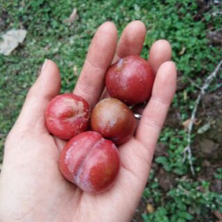 Mận hậu 1kg
