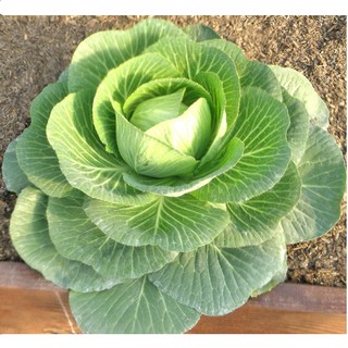 0.2gr hạt bắp cải sakata Nhật